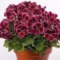 30 PCS Seeds Multiple Colour Geranium Plants, Perennial Flower Pelargonium
