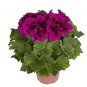 30 PCS Seeds Multiple Colour Geranium Plants, Perennial Flower Pelargonium