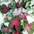 150 PCS Seeds Multiple Colour Thailand Caladium Bonsai
