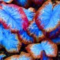 150 PCS Seeds Multiple Colour Thailand Caladium Bonsai