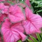 150 PCS Seeds Multiple Colour Thailand Caladium Bonsai