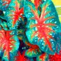 150 PCS Seeds Multiple Colour Thailand Caladium Bonsai