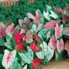 150 PCS Seeds Multiple Colour Thailand Caladium Bonsai of Perennial