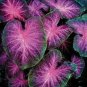 150 PCS Seeds Multiple Colour Thailand Caladium Bonsai of Perennial