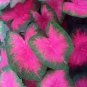 150 PCS Seeds Multiple Colour Thailand Caladium Bonsai of Perennial