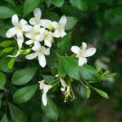 60 PCS Seeds Murraya Exotica Tree Semente