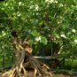 60 PCS Seeds Murraya Exotica Tree Semente