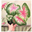 150 PCS Seeds Multiple Colour Thailand Caladium Bonsai of Perennial Rainbow Flower