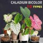 150 PCS Seeds Multiple Colour Thailand Caladium Bonsai of Perennial Rainbow Flower