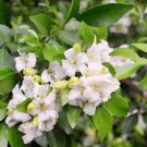 5 PCS Seeds Murraya Paniculata Orange Jessamine Evergreen Plant 5 PCS Seeds Murraya Paniculata Orange Jessamine Evergreen Plant