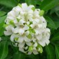 5 PCS Seeds Murraya Paniculata Orange Jessamine Evergreen Plant