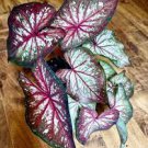 150 PCS Seeds Multiple Colour Thailand Caladium Bonsai of Perennial Rainbow Flower