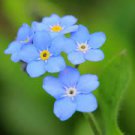 60 PCS Seeds Myosotis Sylvatica Blue Forget Me Not Perennial Plants
