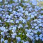 60 PCS Seeds Myosotis Sylvatica Blue Forget Me Not Perennial Plants