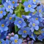 60 PCS Seeds Myosotis Sylvatica Blue Forget Me Not Perennial Plants