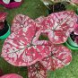 150 PCS Seeds Multiple Colour Thailand Caladium Bonsai of Perennial Rainbow Flower