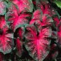 150 PCS Seeds Multiple Colour Thailand Caladium Bonsai of Perennial Rainbow Flower