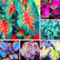 150 PCS Seeds Multiple Colour Thailand Caladium Bonsai of Perennial Rainbow Flower