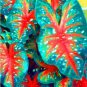 150 PCS Seeds Multiple Colour Thailand Caladium Bonsai of Perennial Rainbow Flower