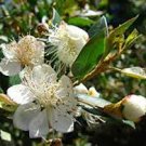 100 PCS Seeds Myrtus Communis 100 PCS Seeds Myrtus Communis