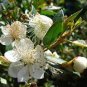 100 PCS Seeds Myrtus Communis