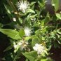 100 PCS Seeds Myrtus Communis