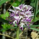 100 PCS Seeds Naked Male Flower Seeds Garden Bonsai Rare Orchid Flower