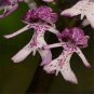 100 PCS Seeds Naked Male Flower Seeds Garden Bonsai Rare Orchid Flower