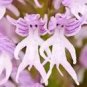 100 PCS Seeds Naked Male Flower Seeds Garden Bonsai Rare Orchid Flower