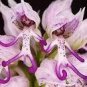100 PCS Seeds Naked Male Flower Seeds Garden Bonsai Rare Orchid Flower