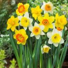 100 PCS Seeds Narcissus Daffodil Flowers 100 PCS Seeds Narcissus Daffodil Flowers