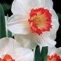 100 PCS Seeds Narcissus Daffodil Flowers