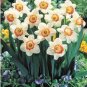 100 PCS Seeds Narcissus Daffodil Flowers