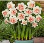 100 PCS Seeds Narcissus Daffodil Flowers