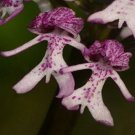 20 PCS Seeds Naked Man Orchid Flower