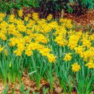 100 PCS Seeds Narcissus Flower Balcony Plants 100 PCS Seeds Narcissus Flower Balcony Plants