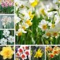 100 PCS Seeds Narcissus Flower Balcony Plants