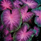 150 PCS Seeds Multiple Colour Thailand Caladium Bonsai of Perennial Rainbow Flower