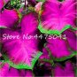 150 PCS Seeds Multiple Colour Thailand Caladium Bonsai of Perennial Rainbow Flower