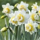 100 PCS Seeds Narcissus,Potted White Daffodil Flower Perennial Indoor 100 PCS Seeds Narcissus,Potted White Daffodil Flower Perennial Indoor
