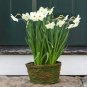 100 PCS Seeds Narcissus,Potted White Daffodil Flower Perennial Indoor