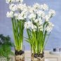 100 PCS Seeds Narcissus,Potted White Daffodil Flower Perennial Indoor