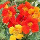10 PCS Seeds Nasturtium Bonsai Easy Planting Flower Hanging Plants New Garden Plant 10 PCS Seeds Nasturtium Bonsai Easy Planting Flower Hanging Plants New Garden Plant