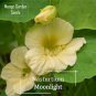 10 PCS Seeds Nasturtium Bonsai Easy Planting Flower Hanging Plants New Garden Plant
