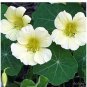 10 PCS Seeds Nasturtium Bonsai Easy Planting Flower Hanging Plants New Garden Plant