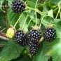 50 PCS Seeds Natural DarK Black Mulberry