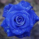 500 PCS Seeds Natural Fragrant Sparkling Golden Blue Rose