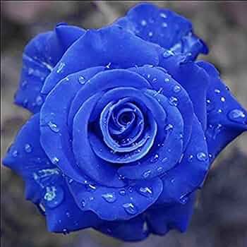 500 PCS Seeds Natural Fragrant Sparkling Golden Blue Rose