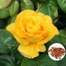 50 PCS Seeds Natural Golden Rose Flower