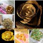 50 PCS Seeds Natural Golden Rose Flower